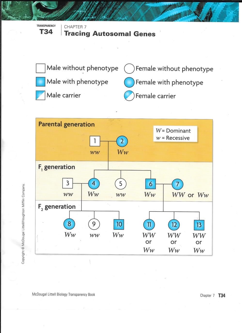 Tracing Autosomal Genes